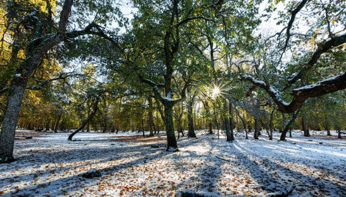 Cedar forest in Ifrane